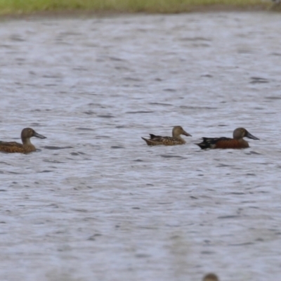 Spatula rhynchotis (Australasian Shoveler) at Jerrabomberra Wetlands - 14 Feb 2024 by RodDeb