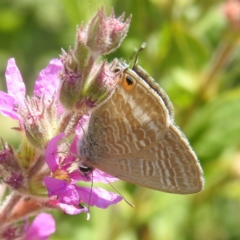 Lampides boeticus (Long-tailed Pea-blue) at ANBG - 14 Feb 2024 by HelenCross