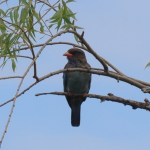 Eurystomus orientalis at Jerrabomberra Wetlands - 14 Feb 2024