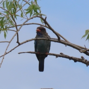 Eurystomus orientalis at Jerrabomberra Wetlands - 14 Feb 2024