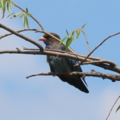 Eurystomus orientalis at Jerrabomberra Wetlands - 14 Feb 2024