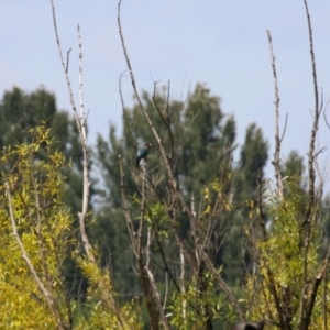 Eurystomus orientalis at Jerrabomberra Wetlands - 14 Feb 2024