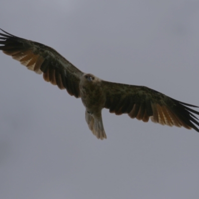 Haliastur sphenurus (Whistling Kite) at Fyshwick, ACT - 14 Feb 2024 by RodDeb