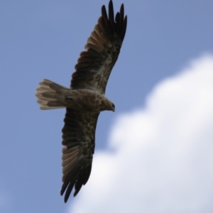 Haliastur sphenurus at Jerrabomberra Wetlands - 14 Feb 2024