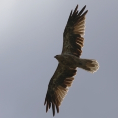 Haliastur sphenurus at Jerrabomberra Wetlands - 14 Feb 2024