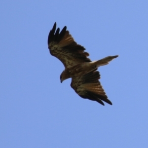 Haliastur sphenurus at Jerrabomberra Wetlands - 14 Feb 2024