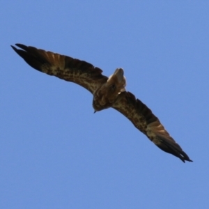 Haliastur sphenurus at Jerrabomberra Wetlands - 14 Feb 2024