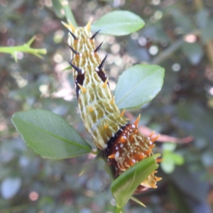 Papilio aegeus at ANBG - 14 Feb 2024