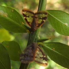 Scolypopa australis (Passionvine hopper, Fluffy bum) at Acton, ACT - 14 Feb 2024 by HelenCross