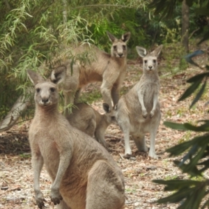 Macropus giganteus at ANBG - 14 Feb 2024 12:46 PM