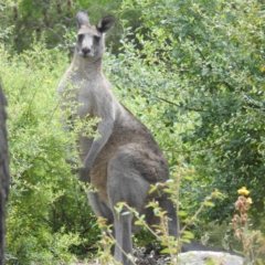 Macropus giganteus at ANBG - 14 Feb 2024