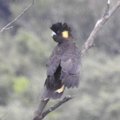 Zanda funerea (Yellow-tailed Black-Cockatoo) at Bundanoon - 10 Feb 2024 by HelenCross