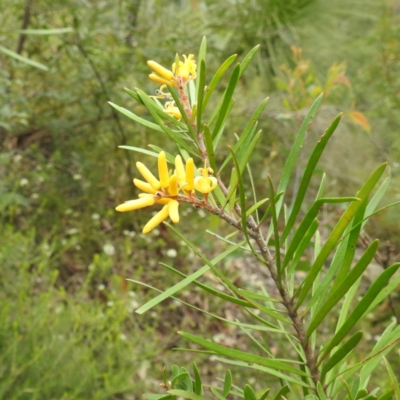 Persoonia linearis (Narrow-leaved Geebung) at Bundanoon - 10 Feb 2024 by HelenCross