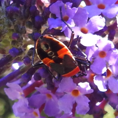 Dindymus versicolor (Harlequin Bug) at Kambah, ACT - 11 Feb 2024 by HelenCross