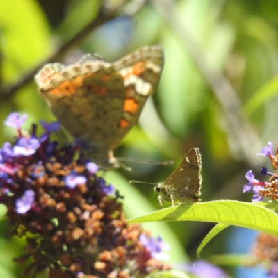 Dispar compacta (Barred Skipper) at Lions Youth Haven - Westwood Farm A.C.T. - 11 Feb 2024 by HelenCross