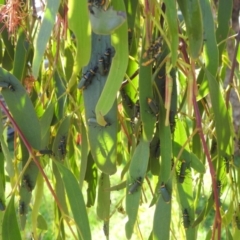 Chauliognathus lugubris (Plague Soldier Beetle) at Lions Youth Haven - Westwood Farm A.C.T. - 12 Feb 2024 by HelenCross