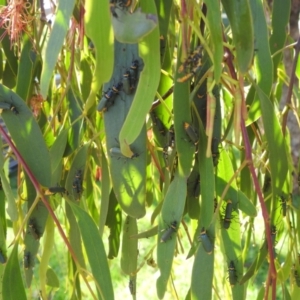 Chauliognathus lugubris at Lions Youth Haven - Westwood Farm A.C.T. - 12 Feb 2024