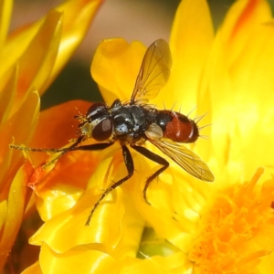 Cylindromyia sp. (genus) at ANBG - 13 Feb 2024