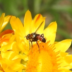 Cylindromyia sp. (genus) at ANBG - 13 Feb 2024