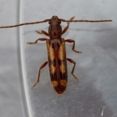 Unidentified Longhorn beetle (Cerambycidae) at Moruya, NSW - 14 Feb 2024 by LisaH
