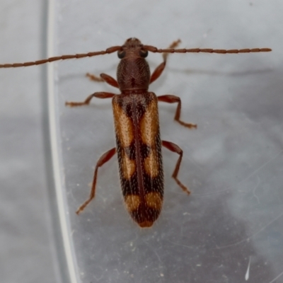 Cerambycidae (family) at  - suppressed by LisaH