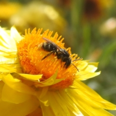 Lipotriches (Austronomia) ferricauda (Halictid bee) at ANBG - 13 Feb 2024 by HelenCross