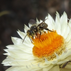 Megachile (Eutricharaea) macularis (Leafcutter bee, Megachilid bee) at Acton, ACT - 13 Feb 2024 by HelenCross