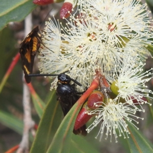 Scolia (Discolia) verticalis at ANBG - 13 Feb 2024 02:30 PM