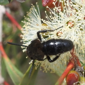 Scolia (Discolia) verticalis at ANBG - 13 Feb 2024 02:30 PM