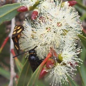 Scolia (Discolia) verticalis at ANBG - 13 Feb 2024 02:30 PM