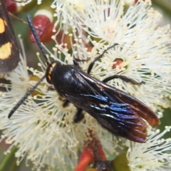 Scolia (Discolia) verticalis at ANBG - 13 Feb 2024 02:30 PM