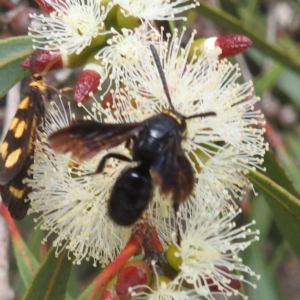 Scolia (Discolia) verticalis at ANBG - 13 Feb 2024 02:30 PM