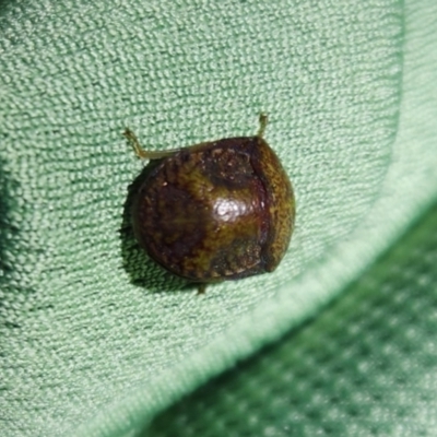 Solenotichus circuliferus (Solenotichus shield bug) at Macquarie, ACT - 14 Feb 2024 by NathanaelC