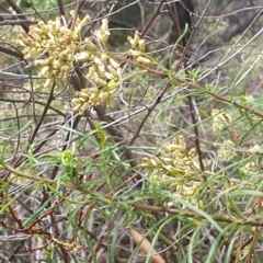 Cassinia quinquefaria at Stirling Park (STP) - 14 Feb 2024