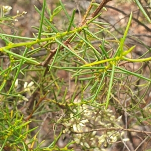 Cassinia quinquefaria at Stirling Park (STP) - 14 Feb 2024