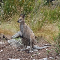 Notamacropus rufogriseus (Red-necked Wallaby) at Cotter River, ACT - 10 Feb 2024 by jmcleod