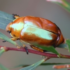 Unidentified Scarab beetle (Scarabaeidae) at Moruya, NSW - 14 Feb 2024 by LisaH