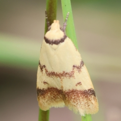 Heteroteucha anthodora (A Concealer moth (Wingia group)) at Moruya, NSW - 14 Feb 2024 by LisaH