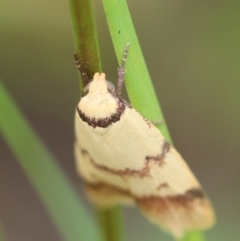 Heteroteucha anthodora at Moruya, NSW - suppressed