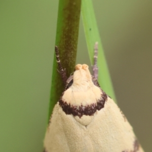 Heteroteucha anthodora at Moruya, NSW - suppressed