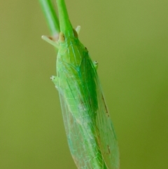 Fulgoroidea sp. (superfamily) (Unidentified fulgoroid planthopper) at Moruya, NSW - 14 Feb 2024 by LisaH