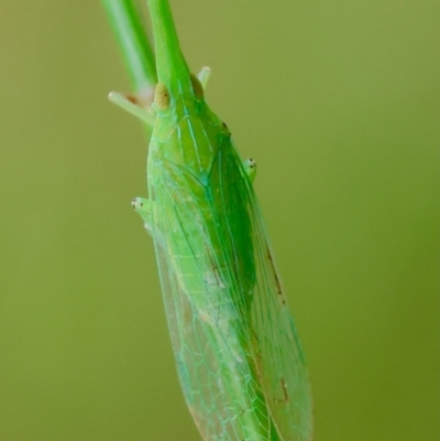 Fulgoroidea sp. (superfamily) (Unidentified fulgoroid planthopper) at Moruya, NSW - 14 Feb 2024 by LisaH