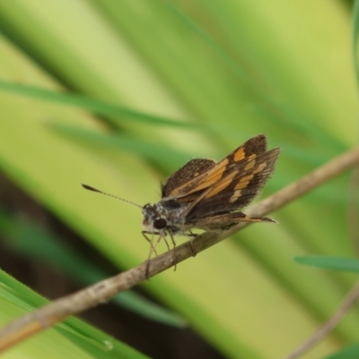 Unidentified Skipper (Hesperiidae) at Moruya, NSW - 14 Feb 2024 by LisaH