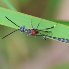 Gasteruptiidae (Family) (Carrot Wasps) at Moruya, NSW - 14 Feb 2024 by LisaH
