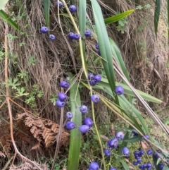 Dianella tasmanica (Tasman Flax Lily) at Namadgi National Park - 14 Feb 2024 by JaneR