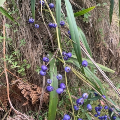 Dianella tasmanica (Tasman Flax Lily) at Namadgi National Park - 14 Feb 2024 by JaneR