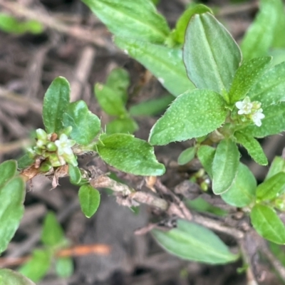 Persicaria prostrata (Creeping Knotweed) at Uriarra, NSW - 14 Feb 2024 by JaneR