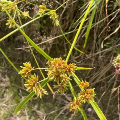 Cyperus eragrostis (Umbrella Sedge) at Uriarra, NSW - 14 Feb 2024 by JaneR