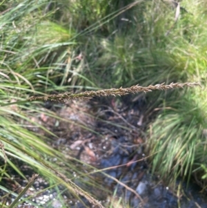 Carex appressa at Brindabella National Park - 14 Feb 2024 01:10 PM