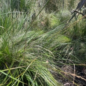 Carex appressa at Brindabella National Park - 14 Feb 2024 01:10 PM